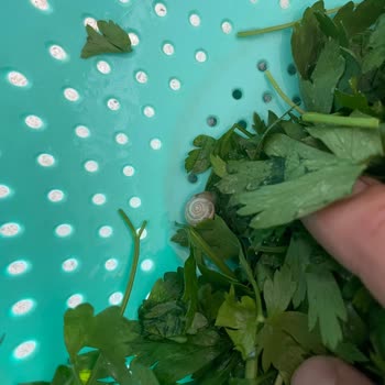 Paşa İskender Lahmacun Çorum Üründen&nbsp; Salyangoz Çıktı