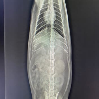 Whiskas Kedi Maması Zehirlenmesi