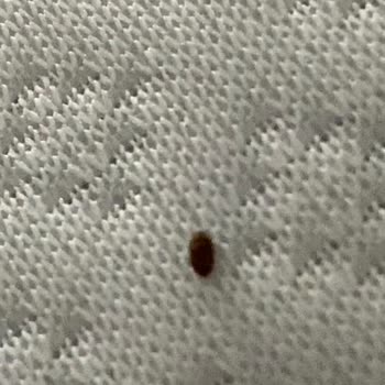 Uludağ Turizm Otobüsteki Tahta Kurusu Evimize Geldi