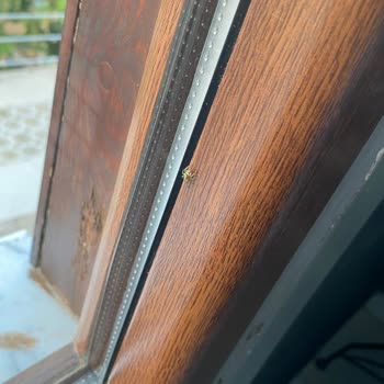 Ayvarbungalows Instagram'daki Fotoğraflar Gerçeği Yansıtmıyor