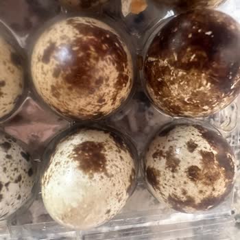 A101 Küflü Ve Kurtlu Yumurta