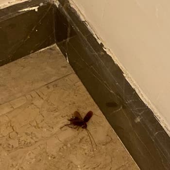 Etstur'dan ayarlanan Oteldeki Hamam Böcekleri