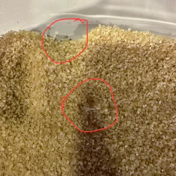 Duru Bulgur'da Kurt Çıktı