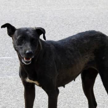 Büyükçekmece Belediyesi Sitedeki Sokak Köpekleri Sorunu
