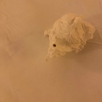 Eldar Otel Tahta Kurusu Ve Böcekler