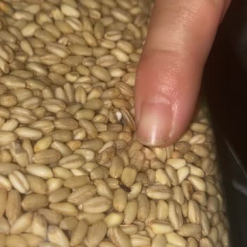 Bereket Gıda İçinden Böcek Çıkan Buğday