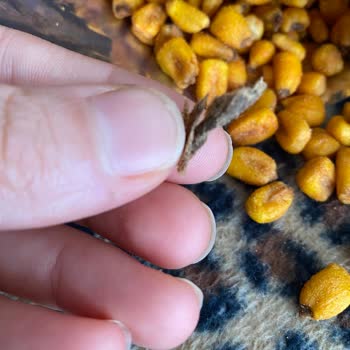 Çerezya Soslu Mısırdan Güve Çıktı!