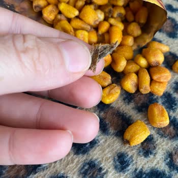 Çerezya Soslu Mısırdan Güve Çıktı!