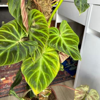 Betonish Kusurlu Ve Eksik Ürün