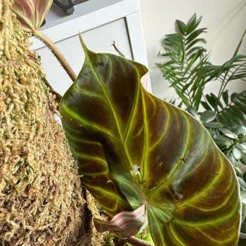 Betonish Kusurlu Ve Eksik Ürün