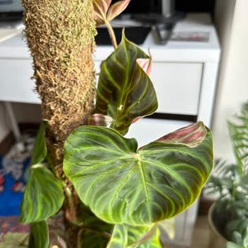 Betonish Kusurlu Ve Eksik Ürün