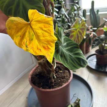 Betonish Kusurlu Ve Eksik Ürün