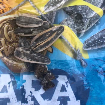 Gold Harvest Kuruyemiş Kara Sevda Çekirdeği İçerisinden Kavrulmuş Tuzlu Koyun Dışkısı Çıktı.