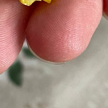 Tukaş Mısır Konservesinden Böcek Çıktı