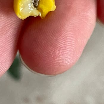 Tukaş Mısır Konservesinden Böcek Çıktı