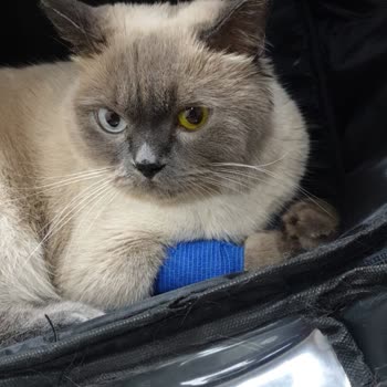 Pet Houseeee (Instagram) Trabzon Pet House'un Kötü Muamelesi