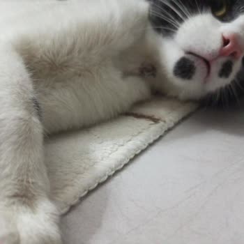 Doğa Veteriner Kliniği (Malatya) Doğa Veteriner Kedimize Yanlış Tedavi Uyguladı