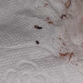 Çerezya Çekirdeğin İçinden Böcek Çıktı