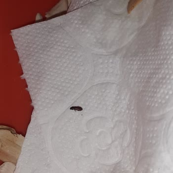 Çerezya Çekirdeğin İçinden Böcek Çıktı