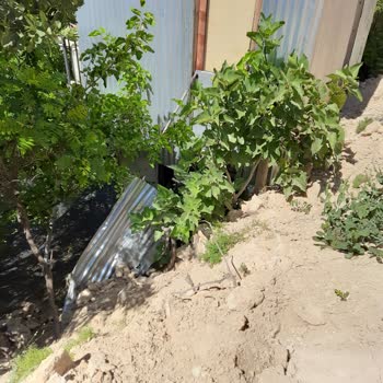 Aras Elektrik Dağıtım Aras Elektrik Bahçemize Zarar Verdi