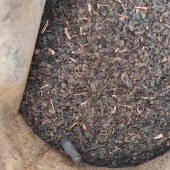 Berk Çayın İçinde Böcek Çıktı!