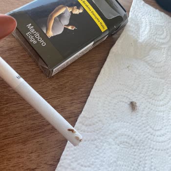 Philip Morris Sigarada Örümcek Çıktı