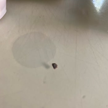Burger King Hamburgerden Taş Çıkması