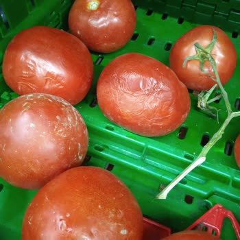 BİM Çürük Dolu Manav Reyonu