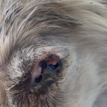 Akçakoca Veteriner Kliniği'nde Veteriner İhmali Yüzünden Yavru Köpeğimin Kör Kalması