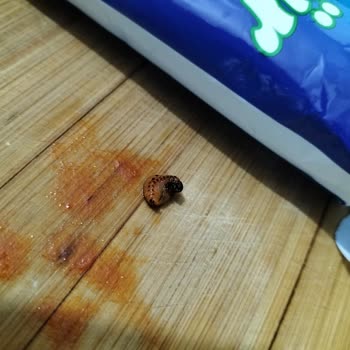 Şok Marketler Garnitürden Kurt Çıktı