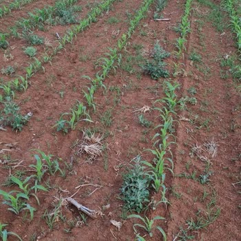 Bayer Adengo Mısır Ot İlacı Kullanımıyla İlgili Sorun