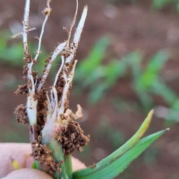 Bayer Adengo Mısır Ot İlacı Kullanımıyla İlgili Sorun