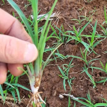 Bayer Adengo Mısır Ot İlacı Kullanımıyla İlgili Sorun