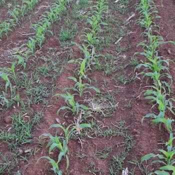 Bayer Adengo Mısır Ot İlacı Kullanımıyla İlgili Sorun