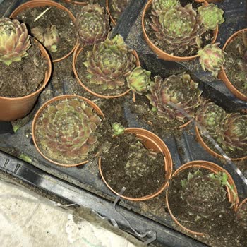 Kaktus35887 (Instagram) Farklı Gönderim