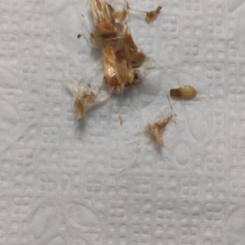 Kfs Özsarı Kuruyemiş Gıda Güvenliği Ve Halk Sağlığı!