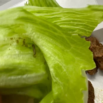 Komagene Kurtlu Yeşillikle Çiğ Köfte Sunumu