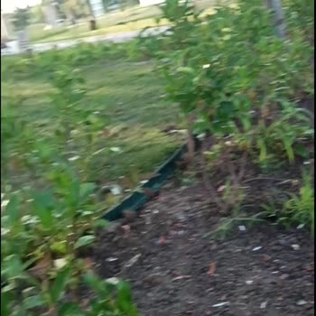 Serdivan Belediyesi Çöp Dolu Park