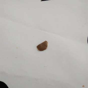 BİM Ekmekçim Marka Tam Buğday Tost Ekmeği İçinden Sert Parça Çıktı