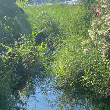 DSİ (Devlet Su İşleri) Güzelçamlı'yı Terk Etmiş Durumda