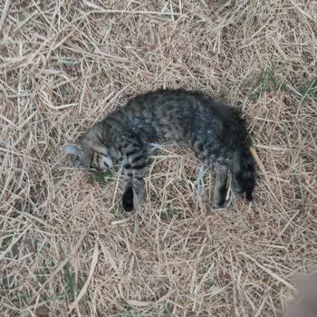 Menemen Belediyesi Seyrek Saldırgan Köpek Sorunu Ve Belediye Veterineri İlgisizliği