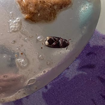 Abdullah Efendi Osmanlı Dibek Kahvesinde Böcek