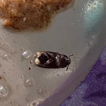 Abdullah Efendi Osmanlı Dibek Kahvesinde Böcek