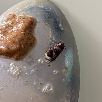 Abdullah Efendi Osmanlı Dibek Kahvesinde Böcek