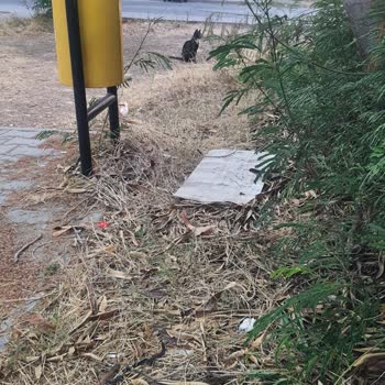 Çukurova Belediyesi Park Temizliği Yapılması Gerekir