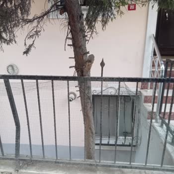 Esenyurt Belediyesi Ağaç Evin Bahçesine Zarar Veriyor