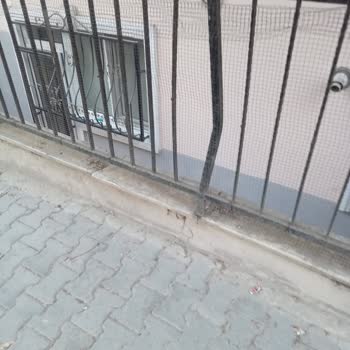 Esenyurt Belediyesi Ağaç Evin Bahçesine Zarar Veriyor