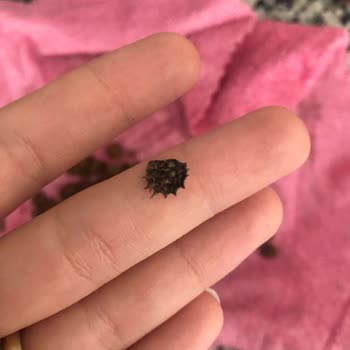 Unique Pet Food Mamanın İçinden Yuvarlak Sert Diken Çıktı