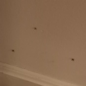 Duja Hotels Temizlik Ve İlgisizlik