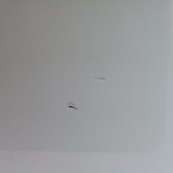 Skoda Kronik Vernik Atması Sorunu!